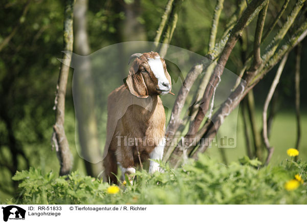 Langohrziege / long-eared goat / RR-51833