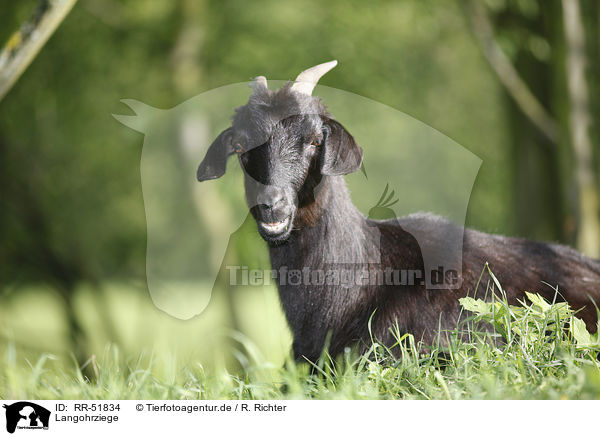 Langohrziege / long-eared goat / RR-51834