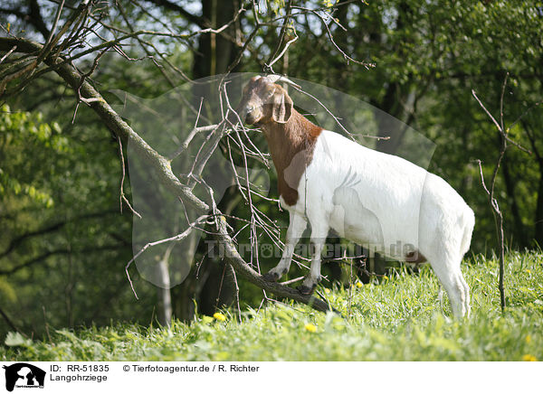 Langohrziege / long-eared goat / RR-51835