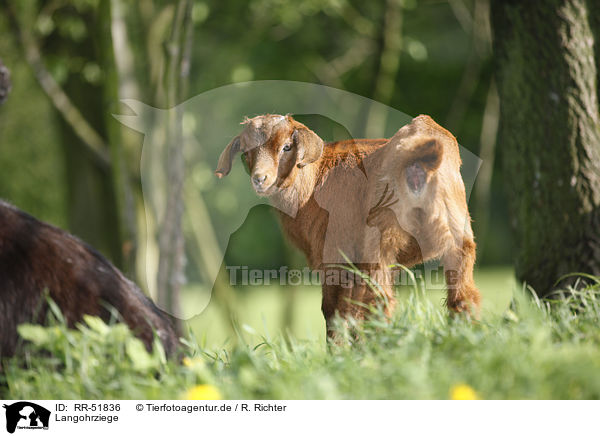 Langohrziege / long-eared goat / RR-51836