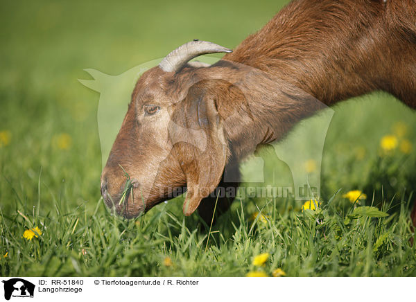 Langohrziege / long-eared goat / RR-51840