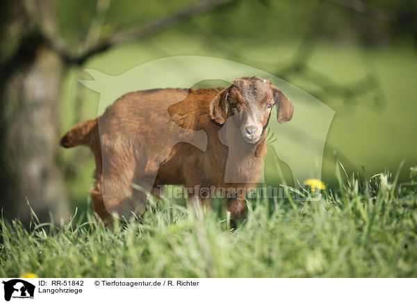 Langohrziege / long-eared goat / RR-51842