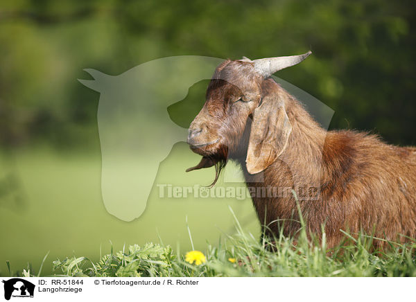 Langohrziege / long-eared goat / RR-51844