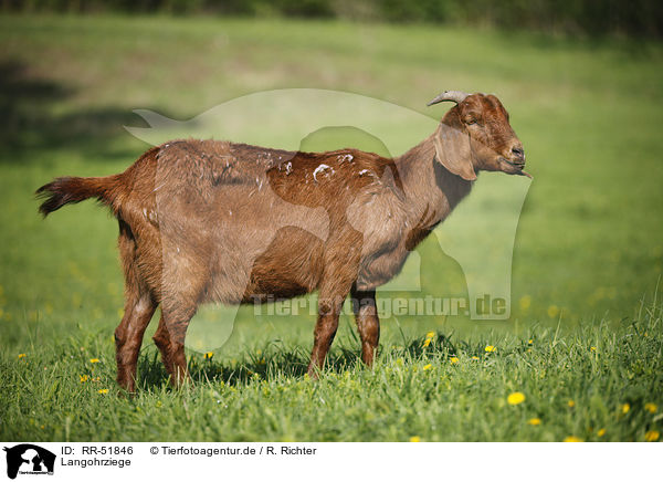 Langohrziege / long-eared goat / RR-51846