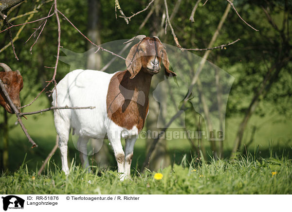 Langohrziege / long-eared goat / RR-51876