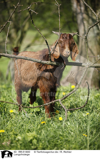 Langohrziege / long-eared goat / RR-51880