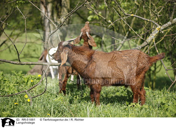 Langohrziege / long-eared goat / RR-51881