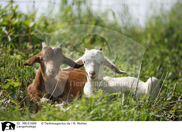 Langohrziege / long-eared goat / RR-51886