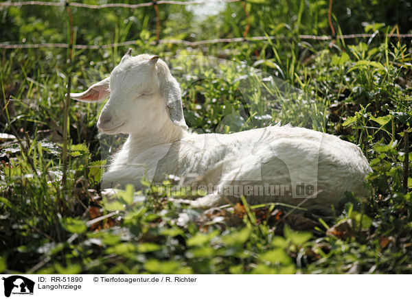 Langohrziege / long-eared goat / RR-51890