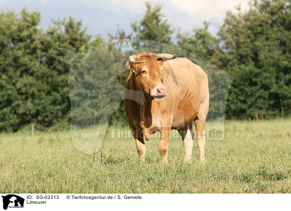 Limousin / Limousin / SG-02313