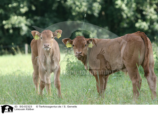 Limousin Klber / Limousin calfs / SG-02323