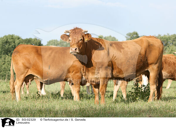 Limousins / Limousins / SG-02329