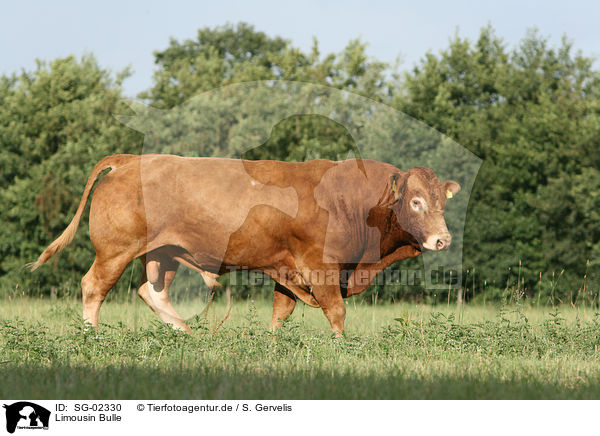 Limousin Bulle / Limousin bull / SG-02330