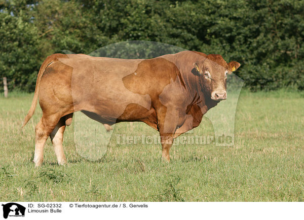 Limousin Bulle / SG-02332