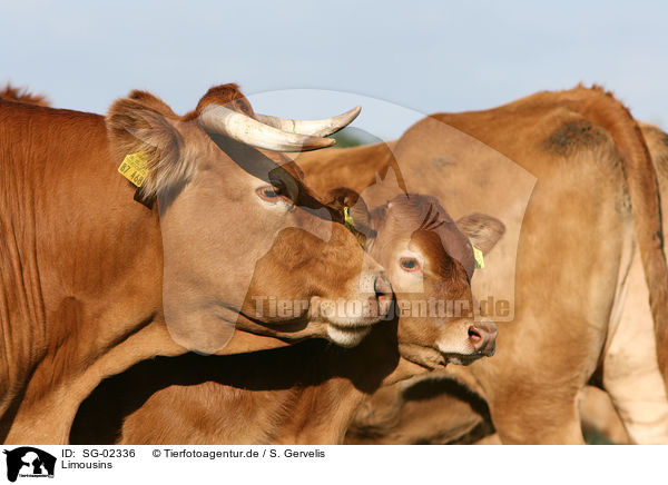 Limousins / Limousins / SG-02336