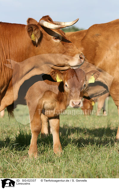 Limousins / Limousins / SG-02337