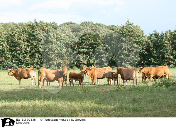 Limousins / SG-02338