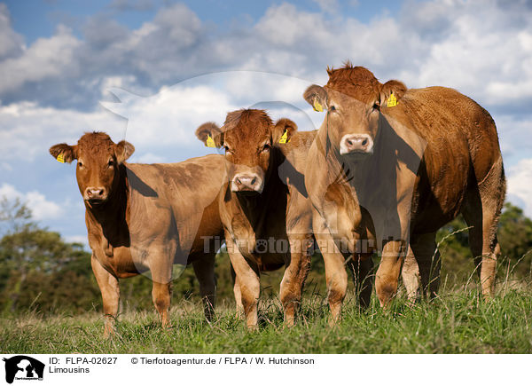 Limousins / Limousins / FLPA-02627