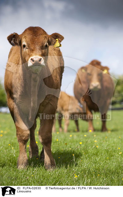 Limousins / FLPA-02630