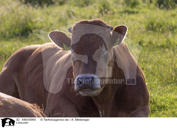 Limousin / Limousin Cattle / AM-05960