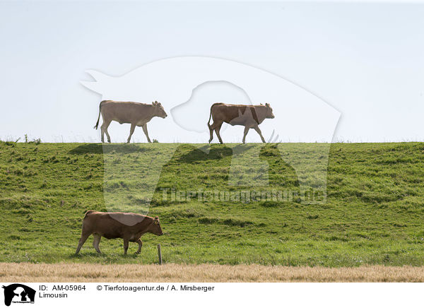 Limousin / Limousin Cattle / AM-05964