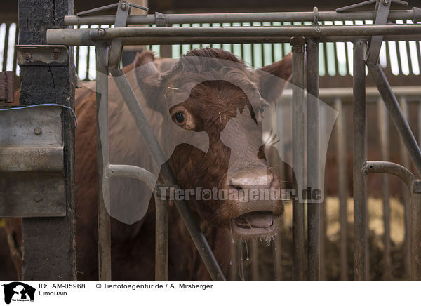 Limousin / AM-05968