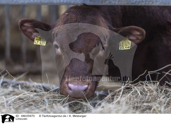 Limousin / Limousin Cattle / AM-05970