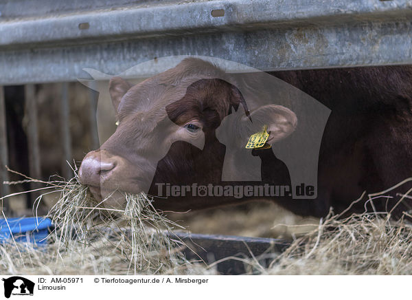 Limousin / Limousin Cattle / AM-05971