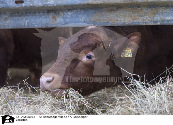 Limousin / Limousin Cattle / AM-05973