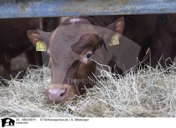 Limousin / AM-05974