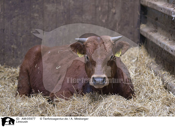 Limousin / Limousin Cattle / AM-05977