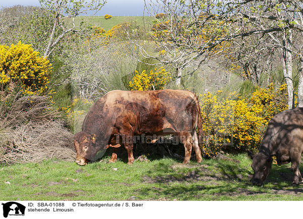 stehende  Limousin / SBA-01088