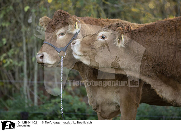 Limousins / LIB-01402