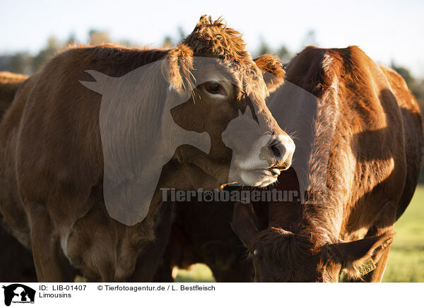 Limousins / Limousins / LIB-01407