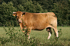 Limousin