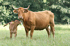 Limousins