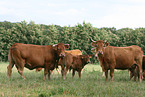 Limousins