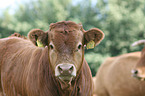 Limousin Portrait