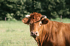 Limousin Portrait