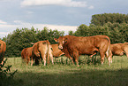 Limousins