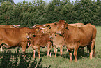 Limousins