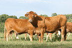 Limousins