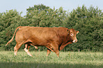 Limousin Bulle