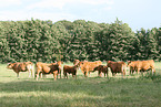 Limousins