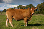 Limousin