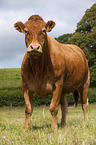 Limousin