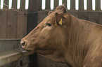 Limousin