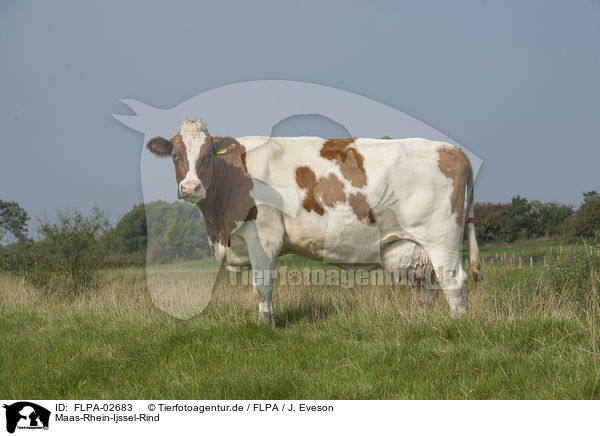 Maas-Rhein-Ijssel-Rind / FLPA-02683