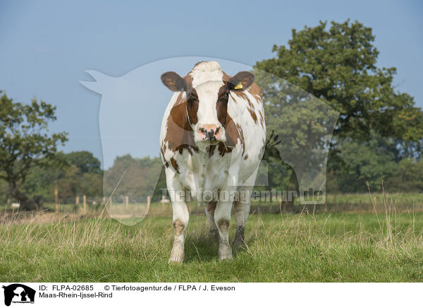 Maas-Rhein-Ijssel-Rind / Meuse-Rhine-Issel Cattle / FLPA-02685