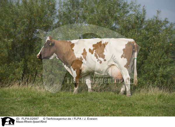 Maas-Rhein-Ijssel-Rind / Meuse-Rhine-Issel Cattle / FLPA-02687